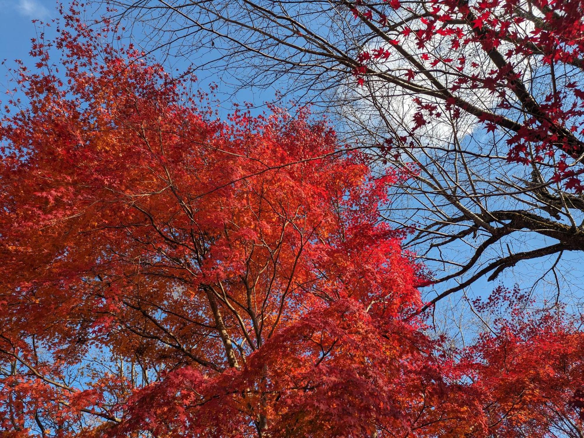 Ryokan Tanoya — Photos 1